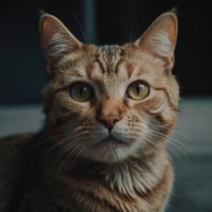 Distúrbios neurológicos em gatos